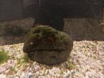 TK: Laatste groepjes NeoCaridina shrimp (6 kleuren), Dieren en Toebehoren, Kreeft, Krab of Garnaal, Zoetwatervis, Schoolvis
