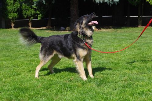 Boria, Dieren en Toebehoren, Honden | Niet-rashonden, Groot, Reu, Particulier, Eén hond, Buitenland, 3 tot 5 jaar, CDV (hondenziekte)