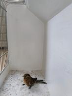 Koppel kleine barmsijzen, Dieren en Toebehoren, Meerdere dieren, Wildzangvogel, Geringd