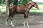 Opvallend merrieveulen uit de allerbeste springhengsten, Dieren en Toebehoren, Merrie, Springpaard, Gechipt, 0 tot 2 jaar