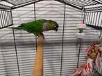 P.W.A park Veenendaal 3905 DJ, Dieren en Toebehoren, Vogels | Parkieten en Papegaaien, Mannelijk, Papegaai