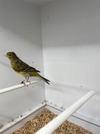 Timbrado pop, Dieren en Toebehoren, Vogels | Kanaries, Vrouwelijk, Kleurkanarie