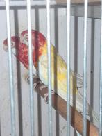 Rosselas, Dieren en Toebehoren, Vogels | Kanaries, Meerdere dieren