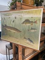 Wandkaart /schoolkaart koekoek vissen, Antiek en Kunst, Ophalen of Verzenden, Aardrijkskunde