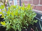 Maggi BIO, Tuin en Terras, Planten | Tuinplanten, Ophalen, Vaste plant, Kruiden