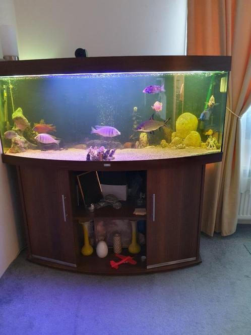 Complete Juwel 450 Vision aquarium, Dieren en Toebehoren, Vissen | Aquaria en Toebehoren, Gebruikt, Gevuld zoetwateraquarium, Ophalen