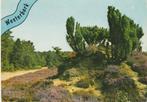 WESTERBORK Heidelandschap, Verzenden, 1980 tot heden, Gelopen, Drenthe