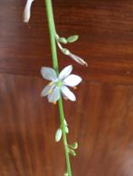 Bio snelgroeiende Graslelie diverse stekjes kamerplanten 10, Overige soorten, In pot, Minder dan 100 cm, Bloeiende kamerplant