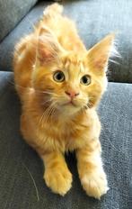 maine coon x kitten katertje, Dieren en Toebehoren, Kater, Gechipt, 0 tot 2 jaar