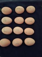 Broedeieren New Hampshire dwerghoen roodbruin, Dieren en Toebehoren, Pluimvee, Geslacht onbekend, Kip