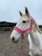 Lieve merrie te koop – 6 jaar, Dieren en Toebehoren, Pony's, Merrie, L, E pony (1.48m - 1.57m), 3 tot 6 jaar