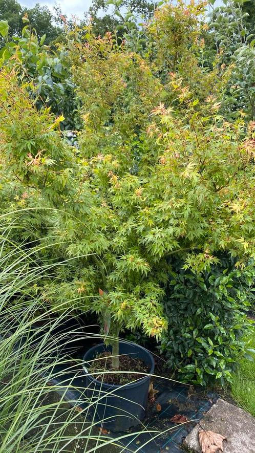 Japanse esdoorn ‘ wilson pink dwarf’, Tuin en Terras, Planten | Struiken en Hagen, Ophalen