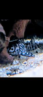 L236 Iriri-Harnismeerval, Hypancistrus spec. (ca. 7/8cm), Slang, 0 tot 2 jaar