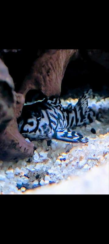 L236 Iriri-Harnismeerval, Hypancistrus spec. (ca. 7/8cm) beschikbaar voor biedingen