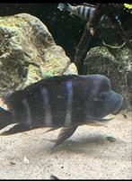 Frantosa 15/20 cm, Dieren en Toebehoren, Vis