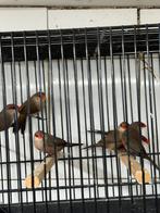 Te koop Sint-Helena fazantje s, Dieren en Toebehoren, Meerdere dieren