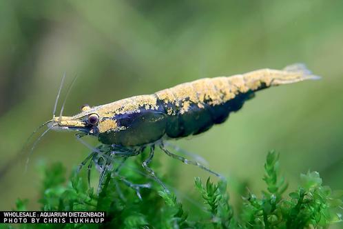 PRE ORDER: Green golden top | Neocaridina shrimps garnalen, Dieren en Toebehoren, Vissen | Aquariumvissen, Zoetwatervis, Kreeft, Krab of Garnaal