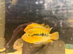 Herotilapia multispinosa 2 stuks, Dieren en Toebehoren
