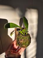 Hertshoorn op kurk mini, Overige soorten, Minder dan 100 cm, Groene kamerplant, Halfschaduw