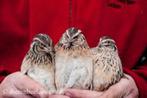 Bijzondere Vogels: Japanse Kwartels., Dieren en Toebehoren, Vrouwelijk, Wildzangvogel, Tam
