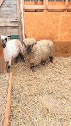 Shropshire ram dekram, Mannelijk, Schaap