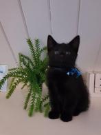 Schattige kittens, Dieren en Toebehoren, Katten en Kittens | Overige Katten, Meerdere dieren