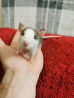 Super tamme en gesocialiseerde ratjes [ BoggleBuddies ], Dieren en Toebehoren, Meerdere dieren, Rat, Tam