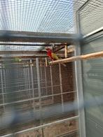 parkieten, Dieren en Toebehoren, Vogels | Parkieten en Papegaaien, Meerdere dieren, Parkiet, Geringd