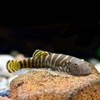 gastromyzon virriosus  11.50 per stuk, Dieren en Toebehoren, Vis, Zoetwatervis