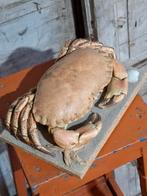 Oude opgezette krab noordzee koffervisje, Ophalen of Verzenden, Nieuw, Insect, Opgezet dier