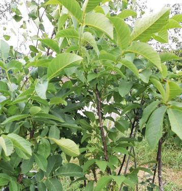 Walnoten boom / Juglans Regia, 100cm , blote wortel beschikbaar voor biedingen