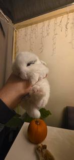 :

Lieve kleine konijntjes te koop, Dieren en Toebehoren, Konijnen