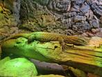 Varanus acanthurus, Dieren en Toebehoren, Reptielen en Amfibieën, Hagedis, 7 tot 10 jaar