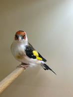 Majur Putter, Dieren en Toebehoren, Mannelijk, Wildzangvogel