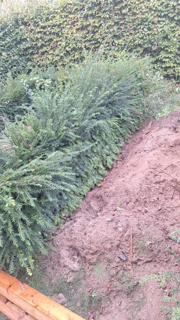 Taxus , ong. 12 meter zelf uithalen., Tuin en Terras, Planten | Struiken en Hagen, Haag, Taxus, Minder dan 100 cm, Ophalen of Verzenden