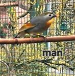 Koppel Japanse nachtegalen, Dieren en Toebehoren, Meerdere dieren