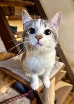 Lieve kater, volledig Ingeënt, gechipt en gecastreerd., Dieren en Toebehoren, Meerdere dieren, Kortharig, 0 tot 2 jaar