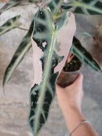 Alocasia bambino pink knolletjes, Ophalen, Overige soorten, Minder dan 100 cm