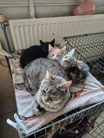 Zwart katertje  te koop   vandaag ophalen 50 euro, Meerdere dieren