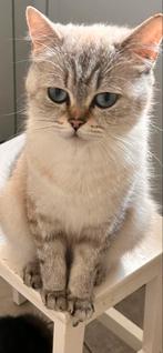 Britse korthaar, Dieren en Toebehoren, Poes, Gechipt