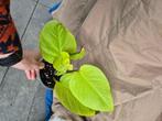 Plantjes en stekjes, Huis en Inrichting, Kamerplanten, Ophalen, Halfschaduw, Minder dan 100 cm
