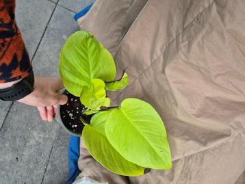 Plantjes en stekjes  beschikbaar voor biedingen