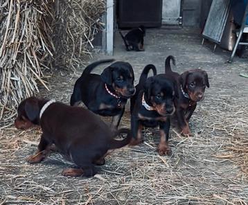 Dobermann puppies  beschikbaar voor biedingen