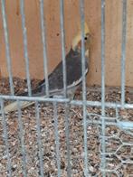 Valkparkieten, Dieren en Toebehoren, Vogels | Parkieten en Papegaaien, Meerdere dieren, Parkiet, Geringd