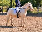 Lease pony, Ruiter of Bijrijder