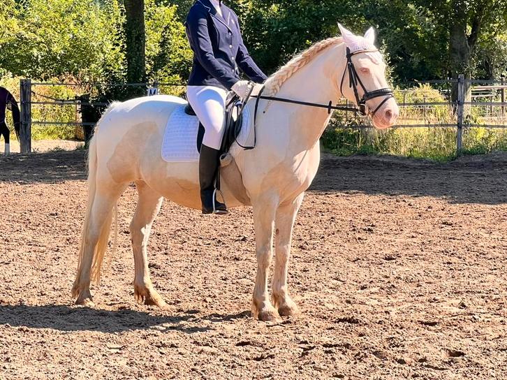 Lease pony, Diensten en Vakmensen, Dieren | Paarden | Verzorging, Oppas en Les, Paardrijles of Ponykampen, Ruiter of Bijrijder