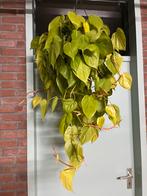 Philodendron ‘lemon lime’, Ophalen of Verzenden, Halfschaduw, Minder dan 100 cm