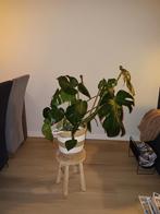 Grote groene plant met mand/pot, Huis en Inrichting, Kamerplanten, Ophalen, Overige soorten, Halfschaduw, In pot