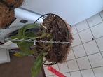 Te koop Orchideeën  stanhopea, Ophalen of Verzenden
