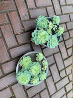 Vetplanten buiten, Ophalen, Overige soorten, Volle zon